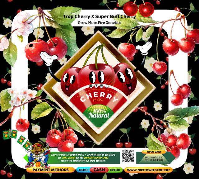 Tropicana Cherry x Super Buff Cherry #26 ทีเด็ดของผลไม้จากแดนหนาว รสชาติเปรี้ยวอมหวาน ที่อุดมไปด้วยพลังงานและความคิดสร้างสรรค์