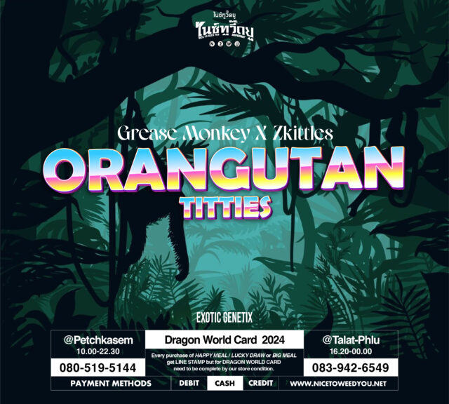 Nice To Weed You , nice to weed you , กัญชา , ร้านกัญชา ร้านกัญชา Nice To Weed You , กัญชา , สายพันธุ์ , Orangutan